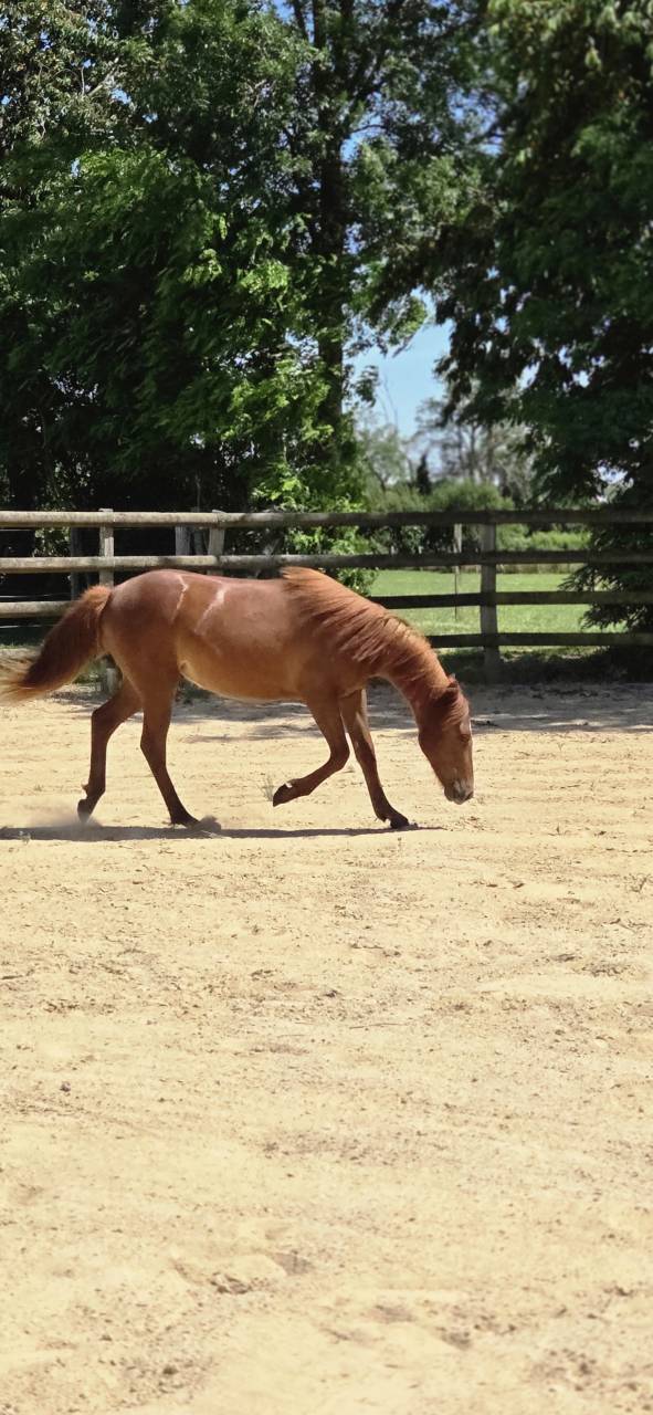 Ponette New forest 1 an taille D 