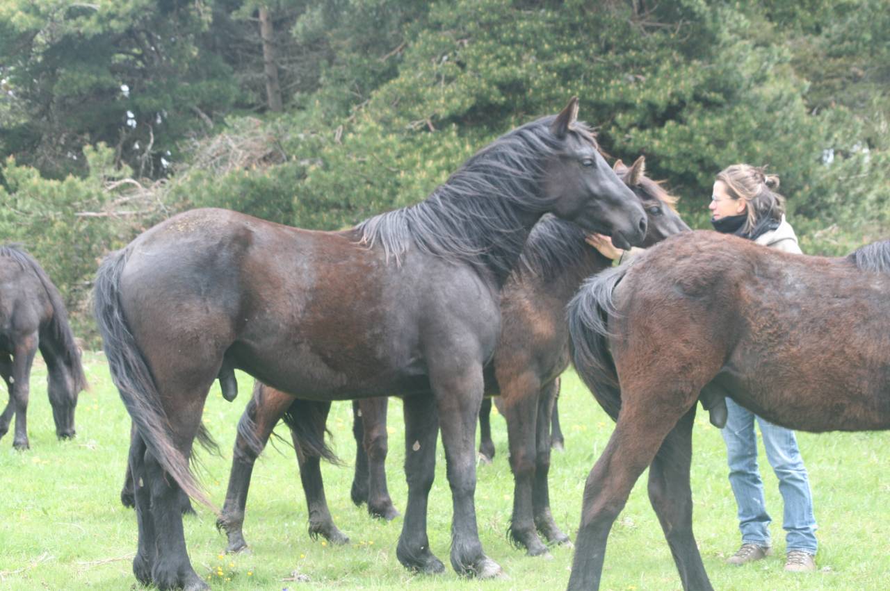 Hongre M&eacute;rens dress&eacute; sous la selle