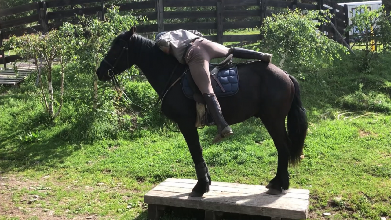 Hongre M&eacute;rens dress&eacute; sous la selle