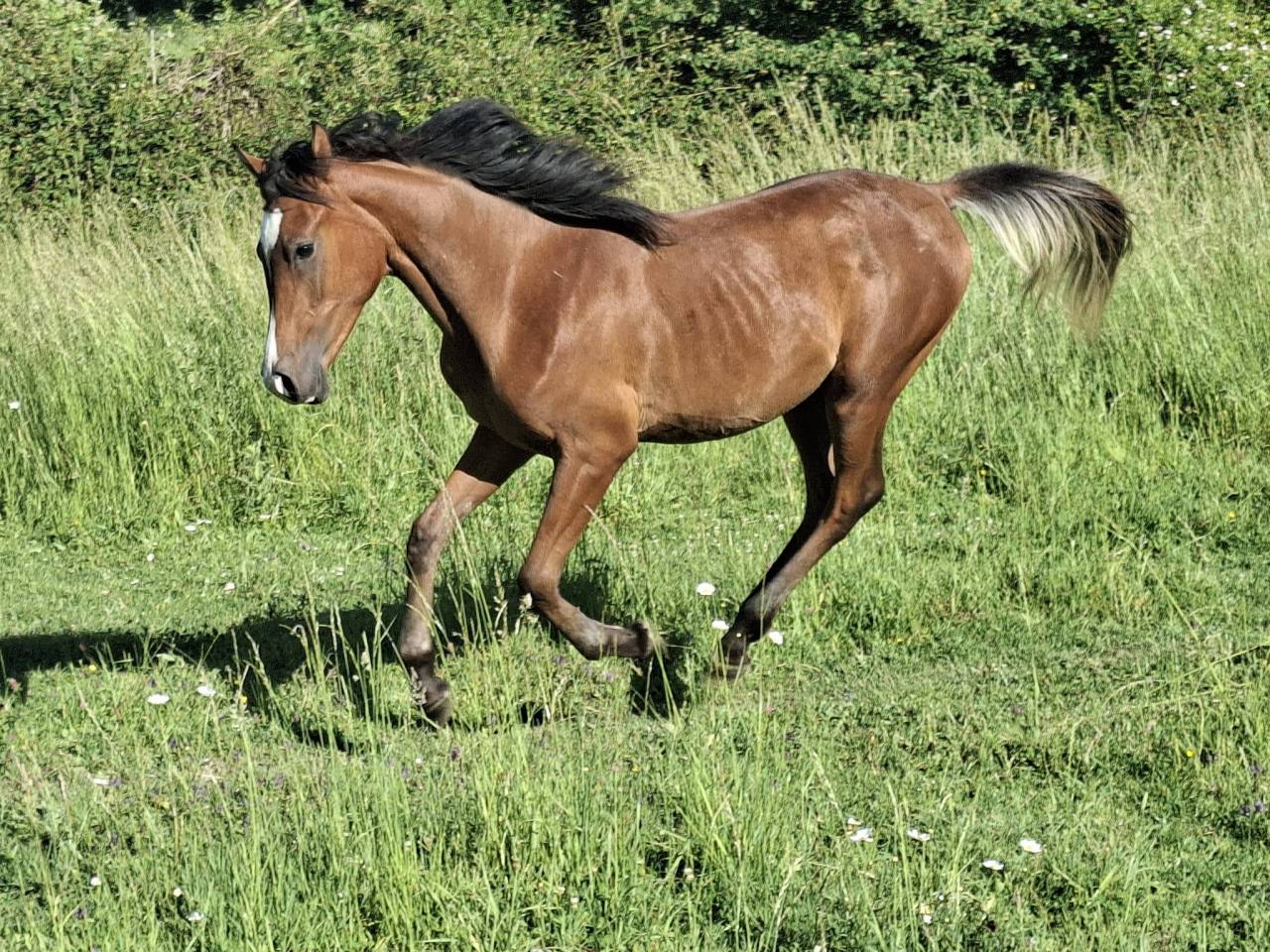 Poulain arabe asil