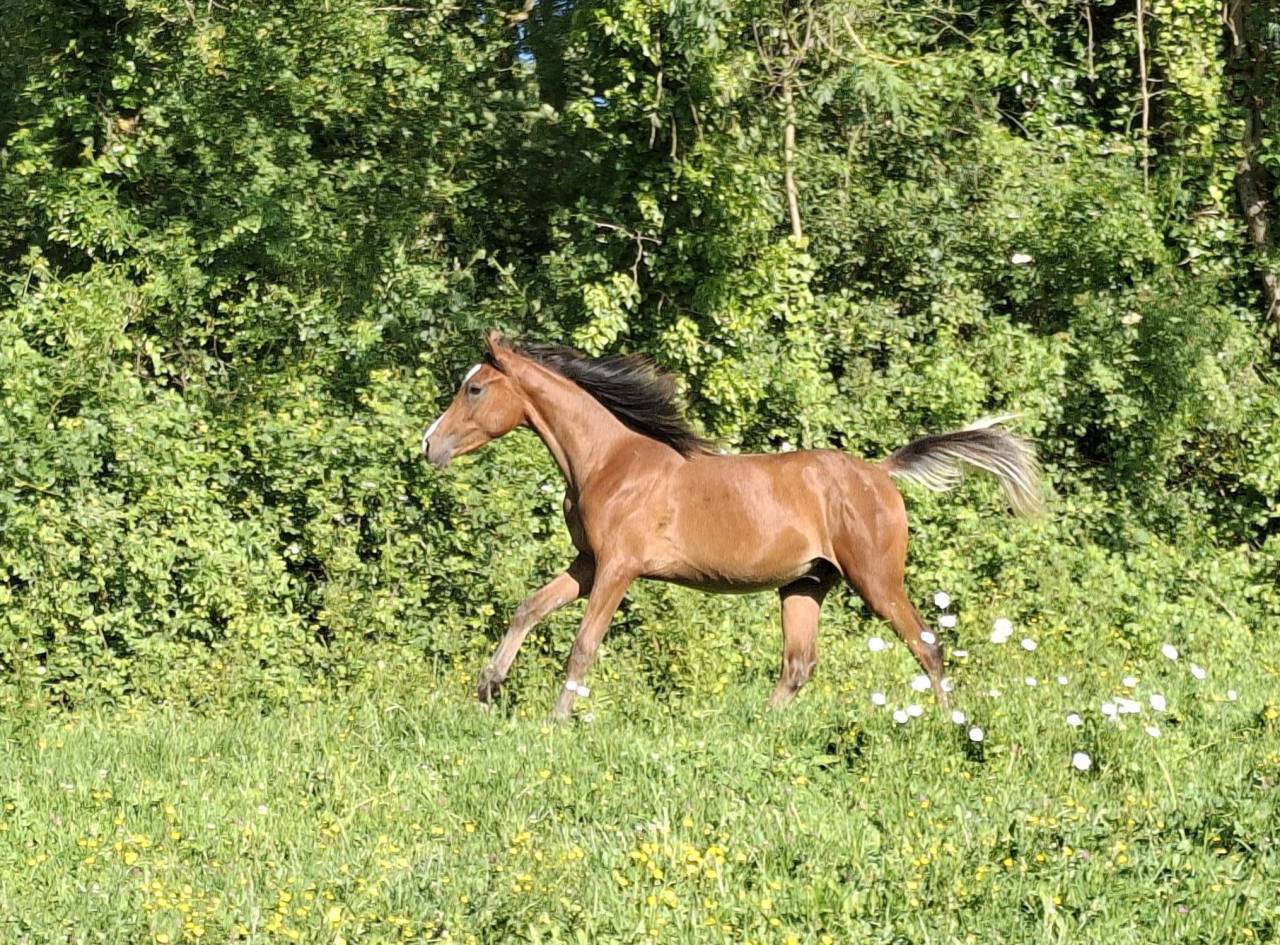 Poulain arabe asil