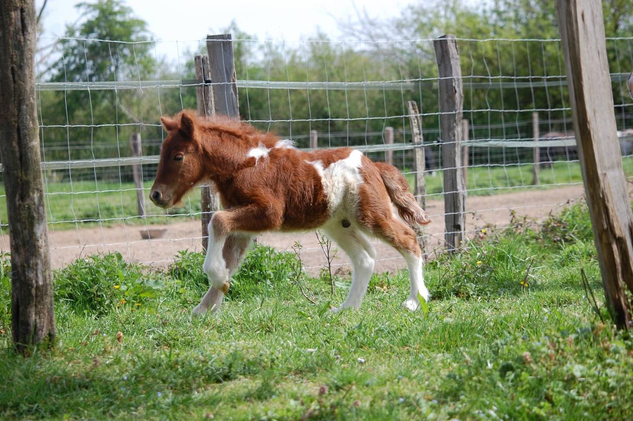 Ponette shetland PP suit&eacute;e