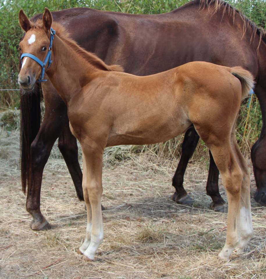 Poulain SF qoud'coeur de la loge x rosire 