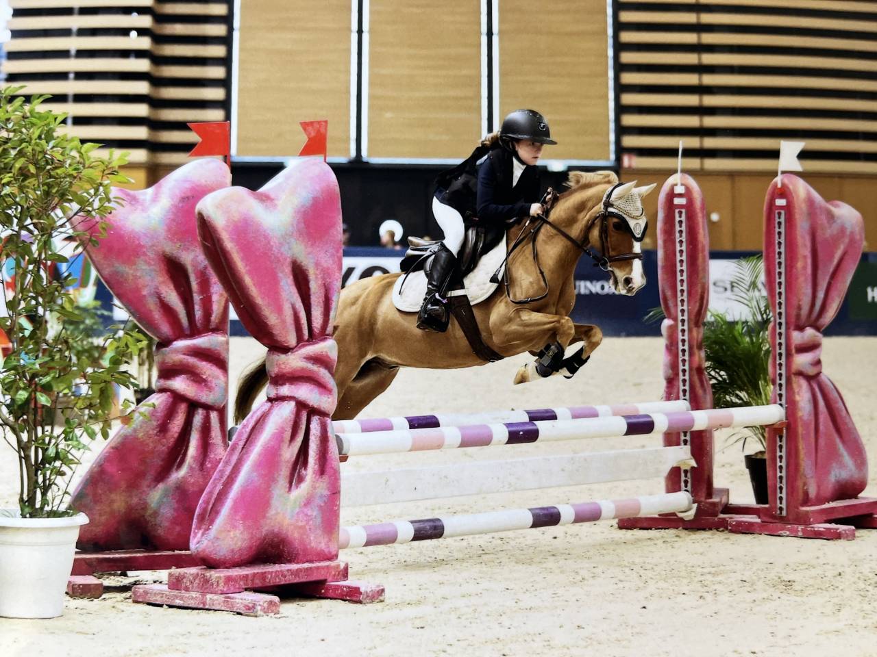 Poney B d&rsquo;exception &agrave; louer pour &eacute;preuves CSO