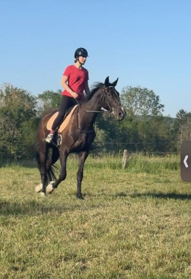 Mister 4ans trotteur fran&ccedil;ais 