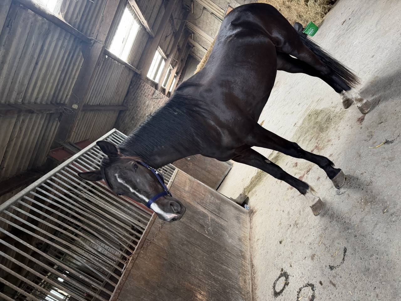 Mister 4ans trotteur fran&ccedil;ais 