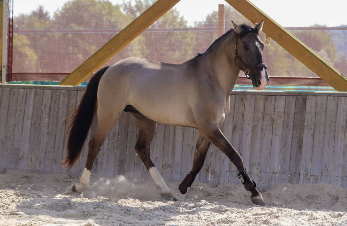 Magnifique PSL 9 ans robe Grullo