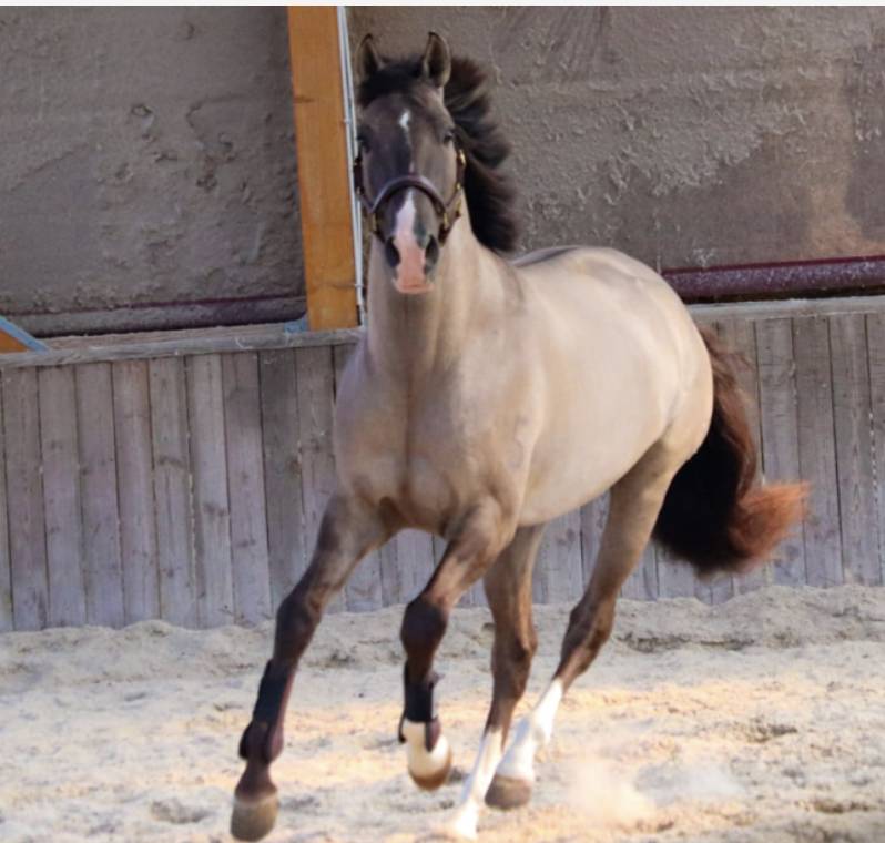 Magnifique PSL 9 ans robe Grullo