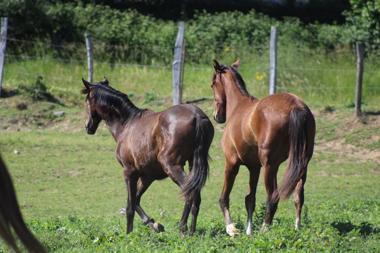Poulain Pure Race Espagnol PP