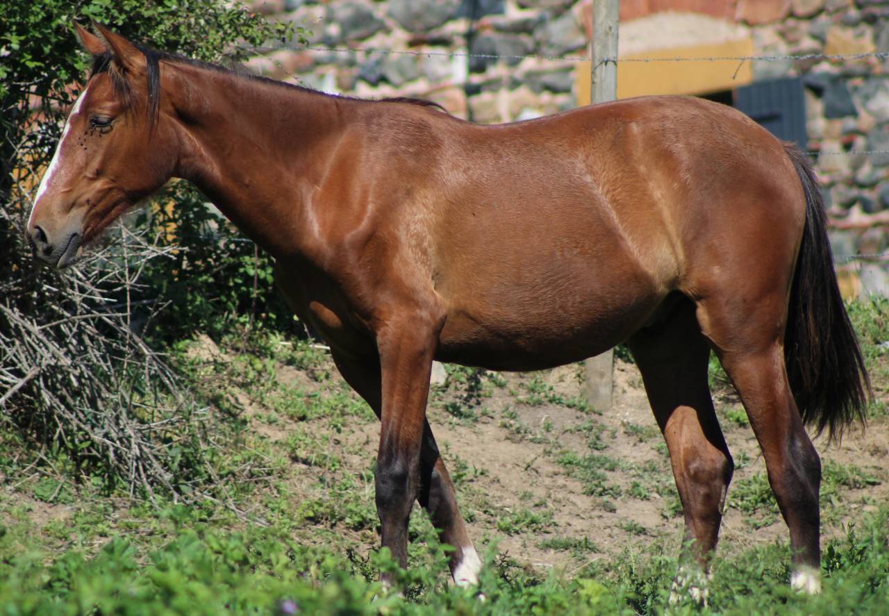 Poulain Pure Race Espagnol PP