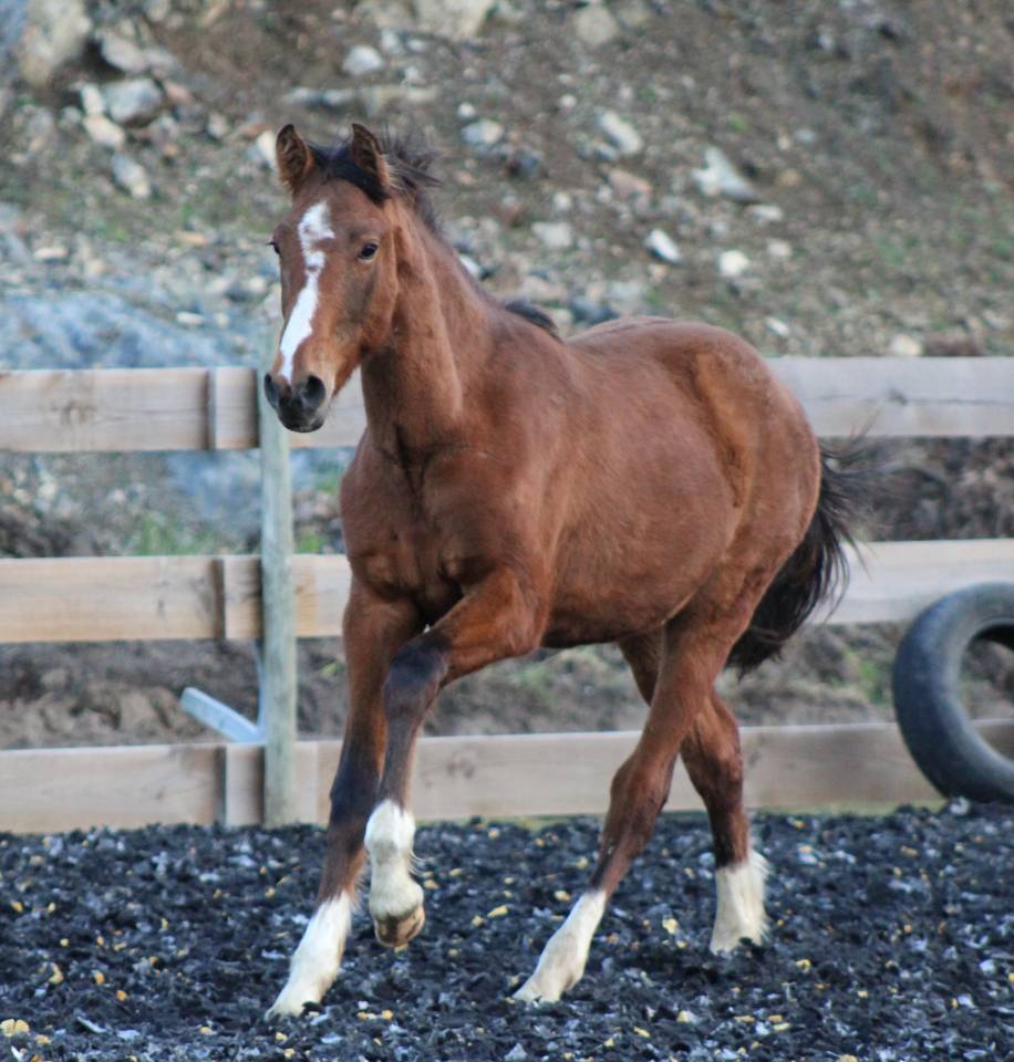 Poulain Pure Race Espagnol PP
