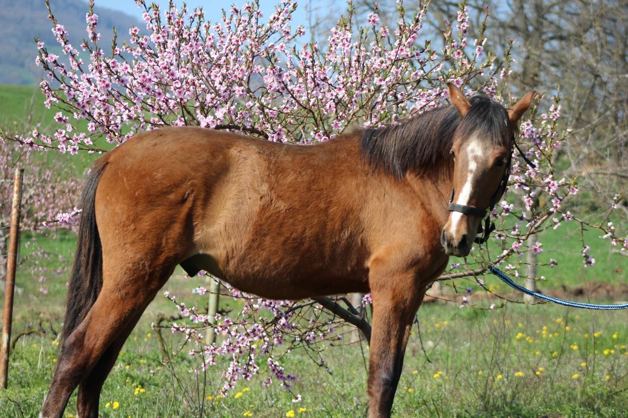 Poulain Pure Race Espagnol PP