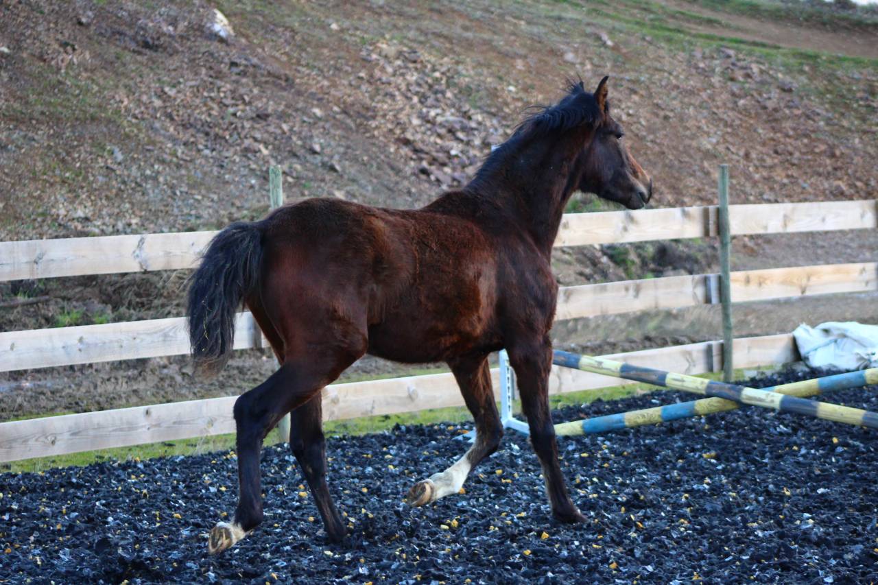 Poulain Pure Race Espagnol PP