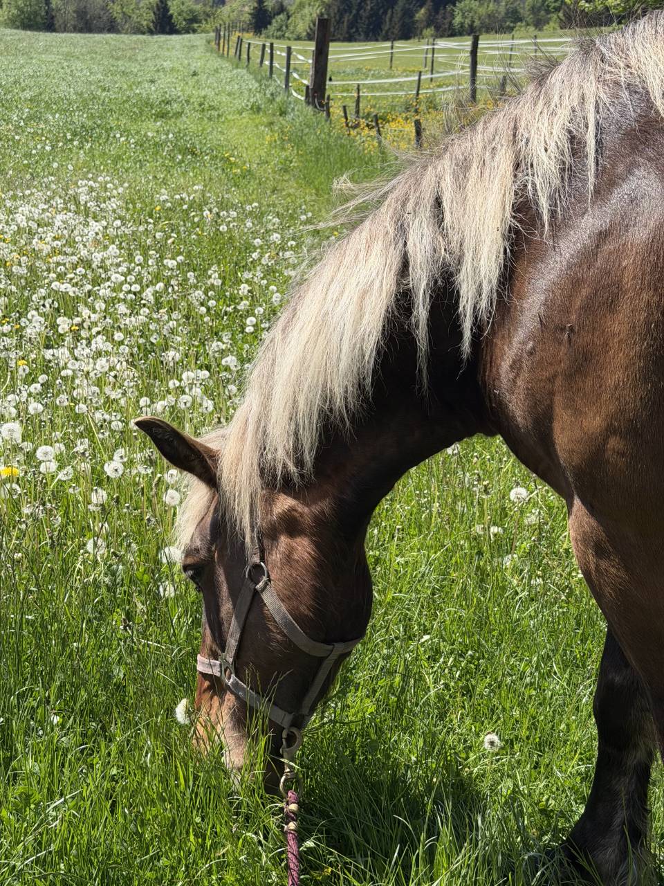 Jim-Love - Cheval &agrave; vendre 