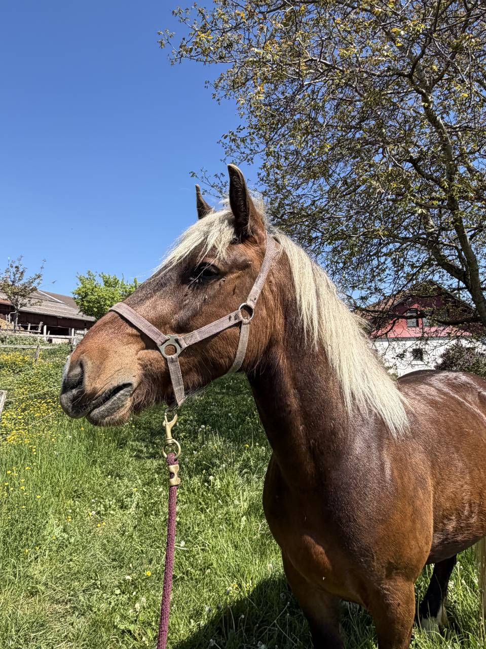 Jim-Love - Cheval &agrave; vendre 