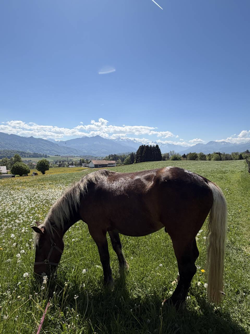 Jim-Love - Cheval &agrave; vendre 