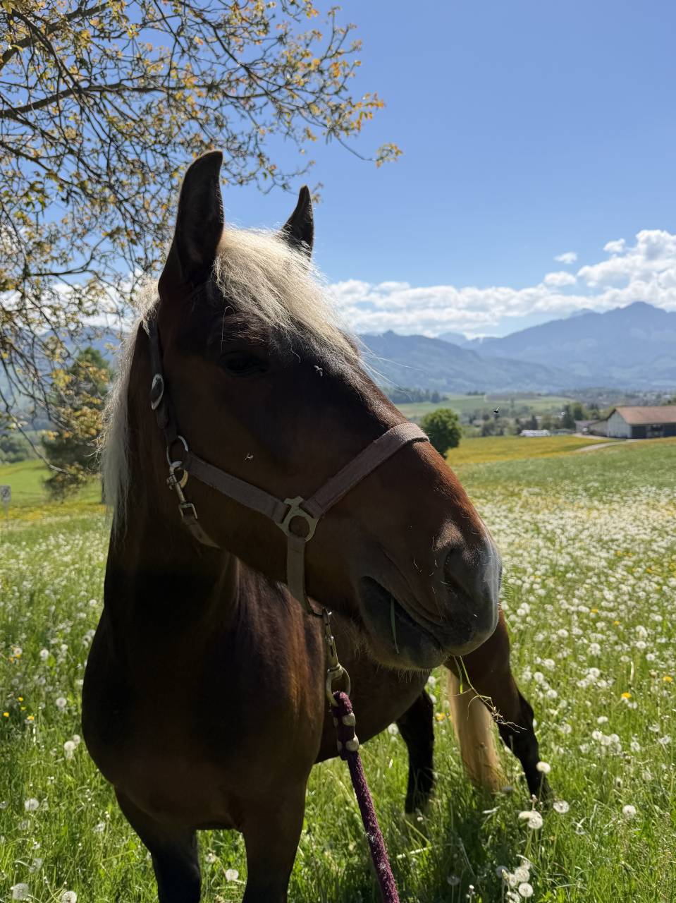 Jim-Love - Cheval &agrave; vendre 