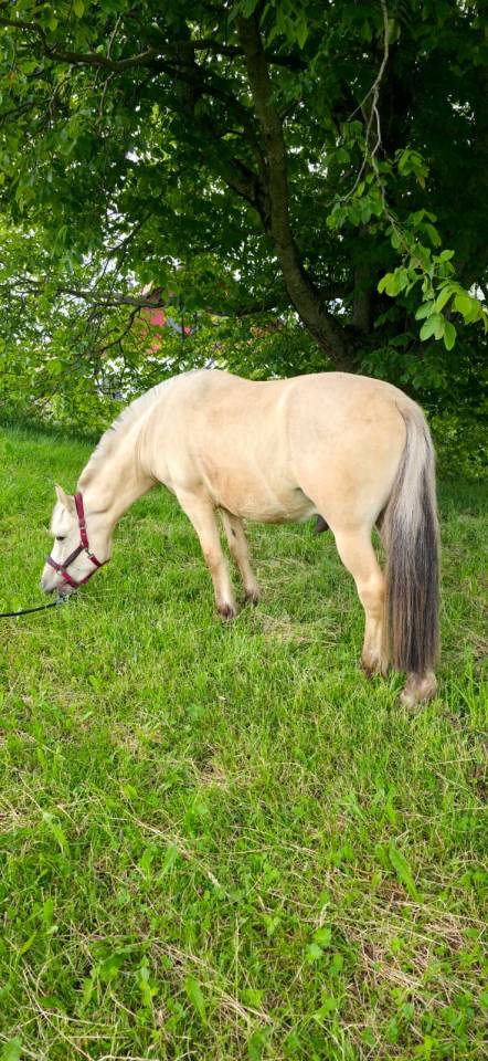 Jasper - Poney &agrave; vendre 