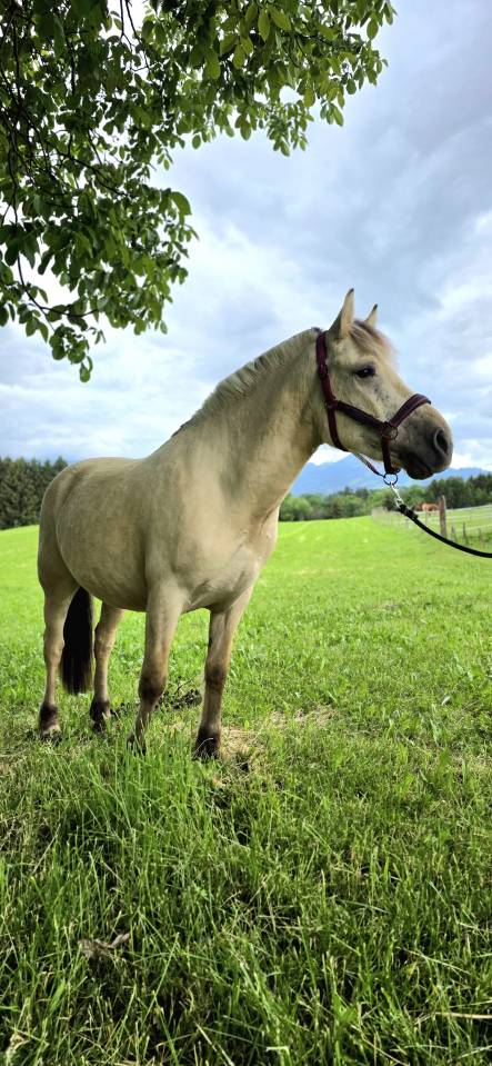 Jasper - Poney &agrave; vendre 