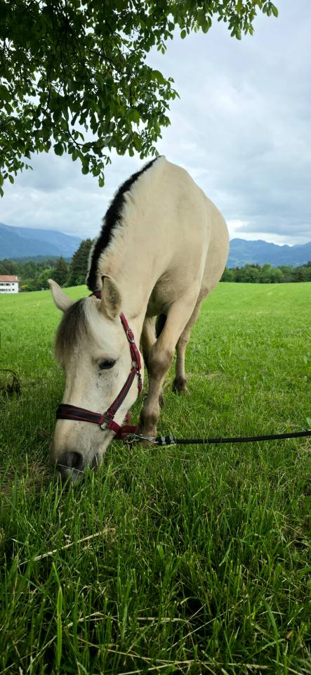 Jasper - Poney &agrave; vendre 