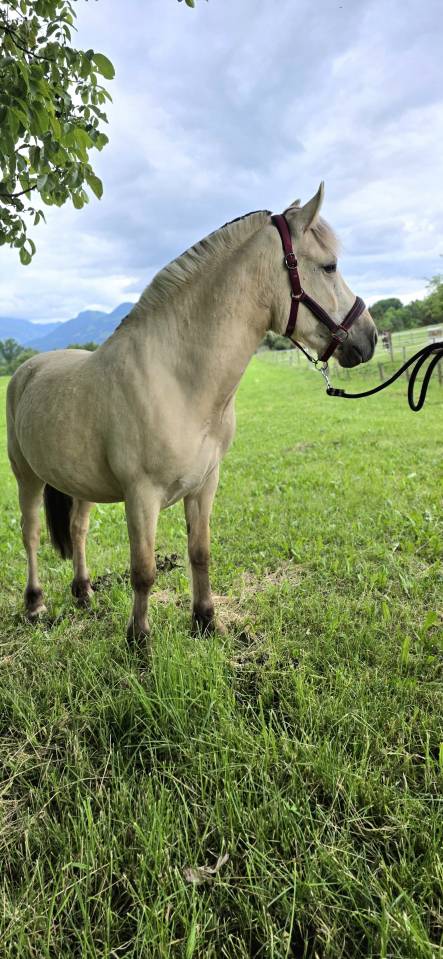 Jasper - Poney &agrave; vendre 