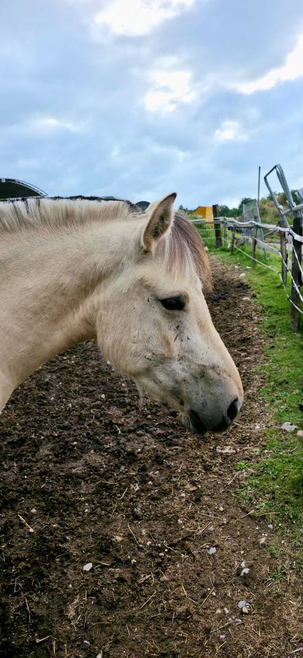 Jasper - Poney &agrave; vendre 