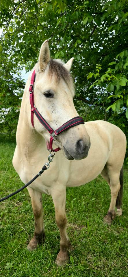 Jasper - Poney &agrave; vendre 