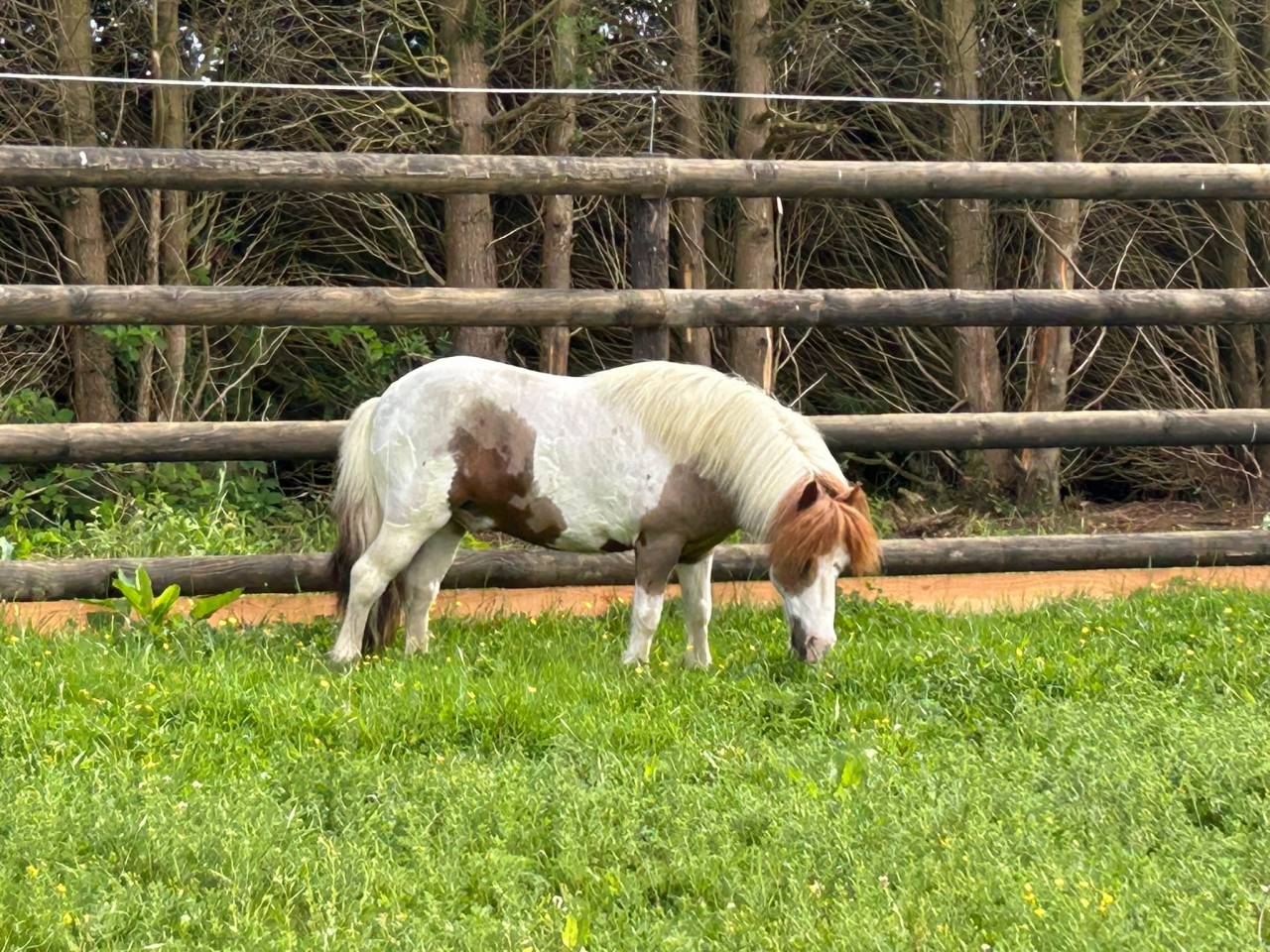 Magnifique poney de 11 ans 