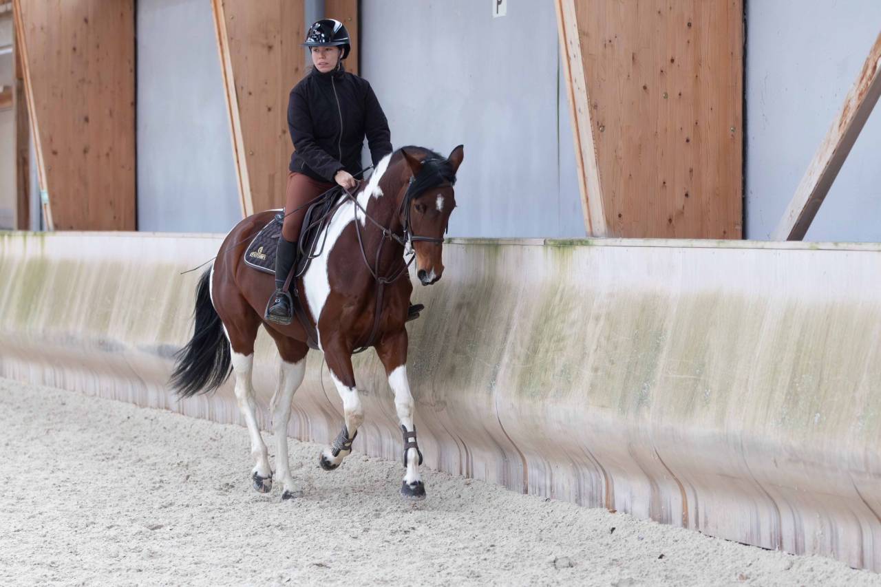  Jument CSO 10 ans &ndash; Zangersheide 