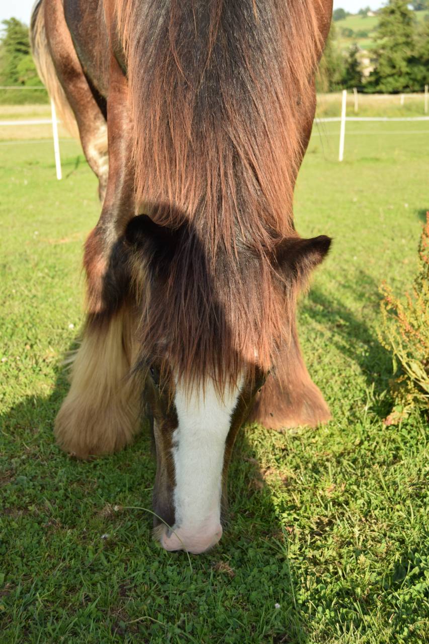 Poulain &Eacute;talon irish cob 