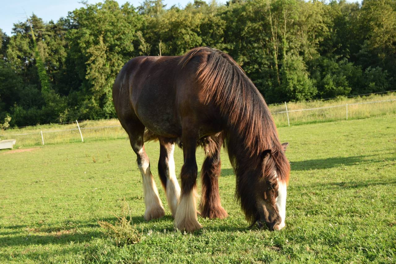 Poulain &Eacute;talon irish cob 