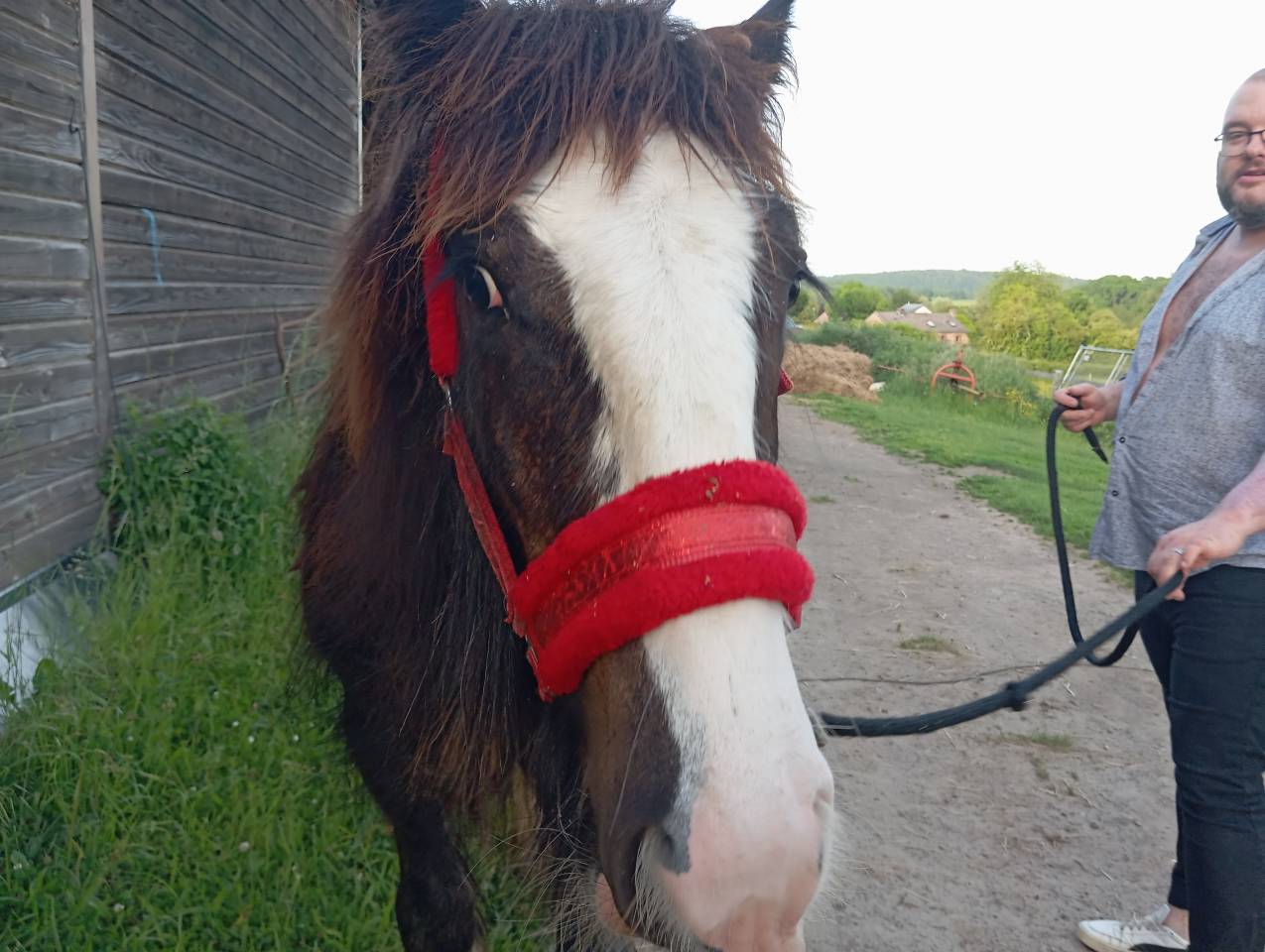 Poulain &Eacute;talon irish cob 