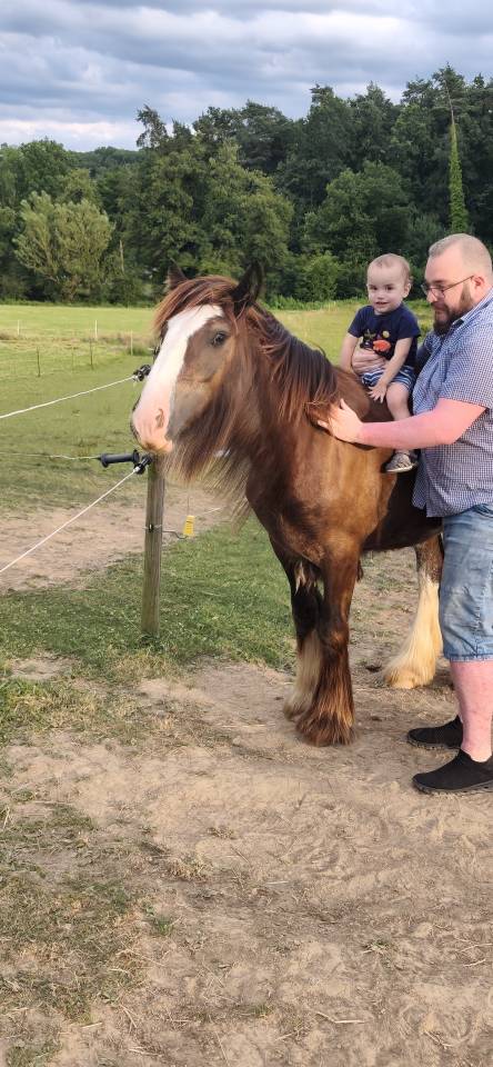 Poulain &Eacute;talon irish cob 
