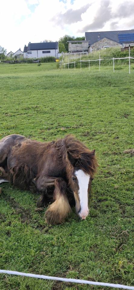 Poulain &Eacute;talon irish cob 