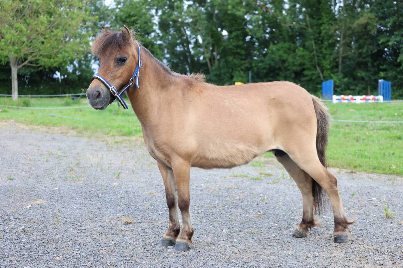 Magnifique ponette