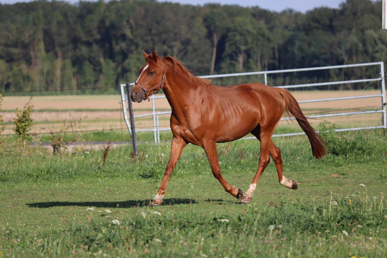 Arabo-trotteur alezan de 7 ans