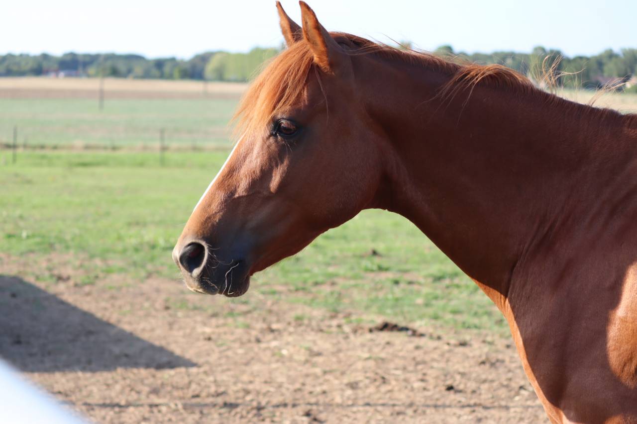 Arabo-trotteur alezan de 7 ans