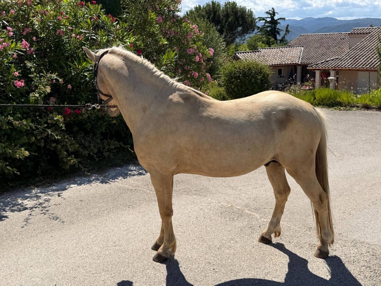 Welsh Part-Bred palomino de 4 ans 