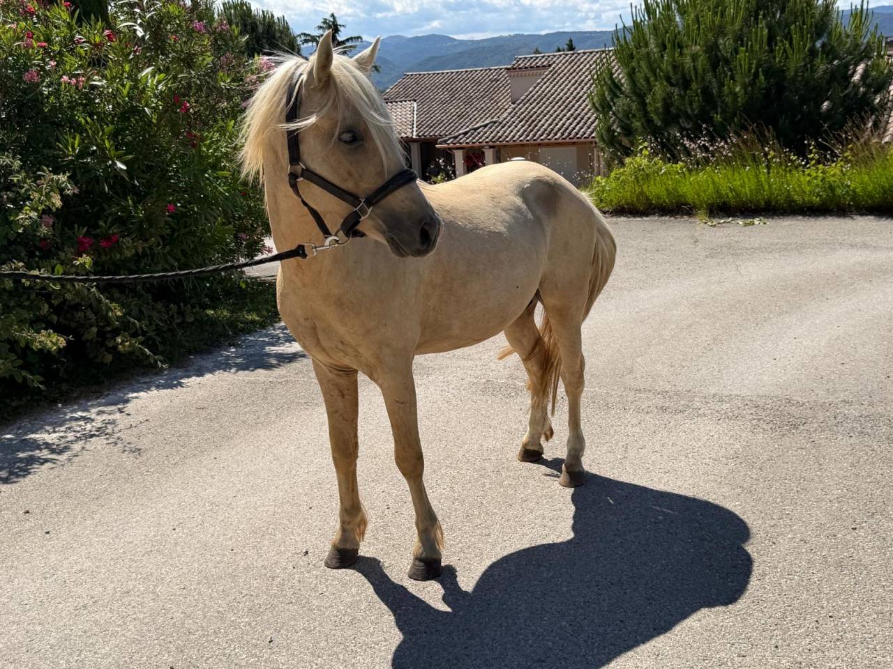 Welsh Part-Bred palomino de 4 ans 