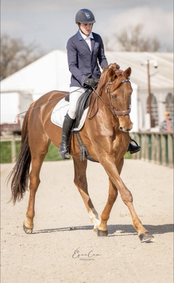 Selle Fran&ccedil;ais 6 ans &ndash; Excellentes origines &ndash; CCE
