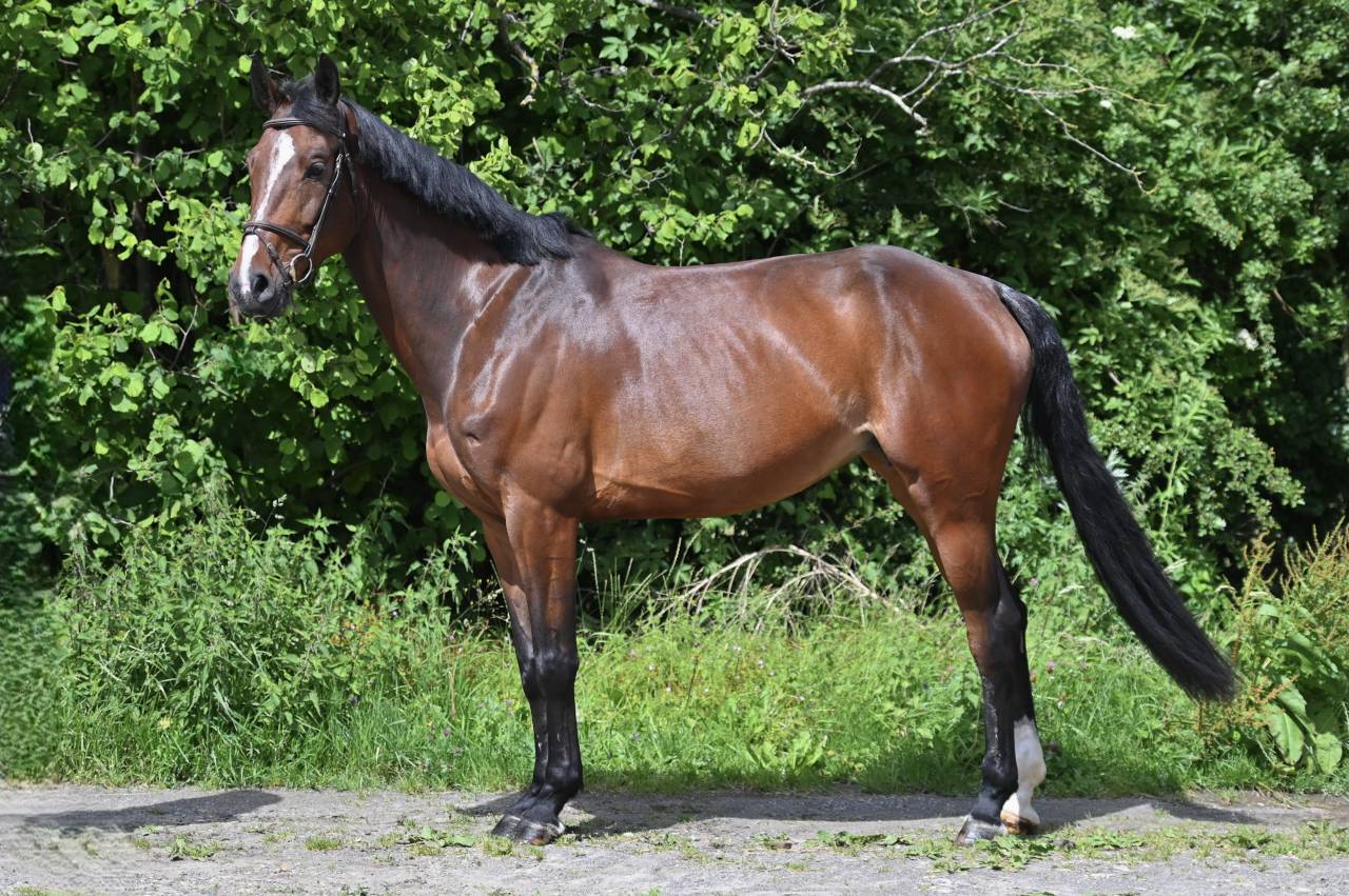 ESSENTIELLE VH GOUDEN BIT 