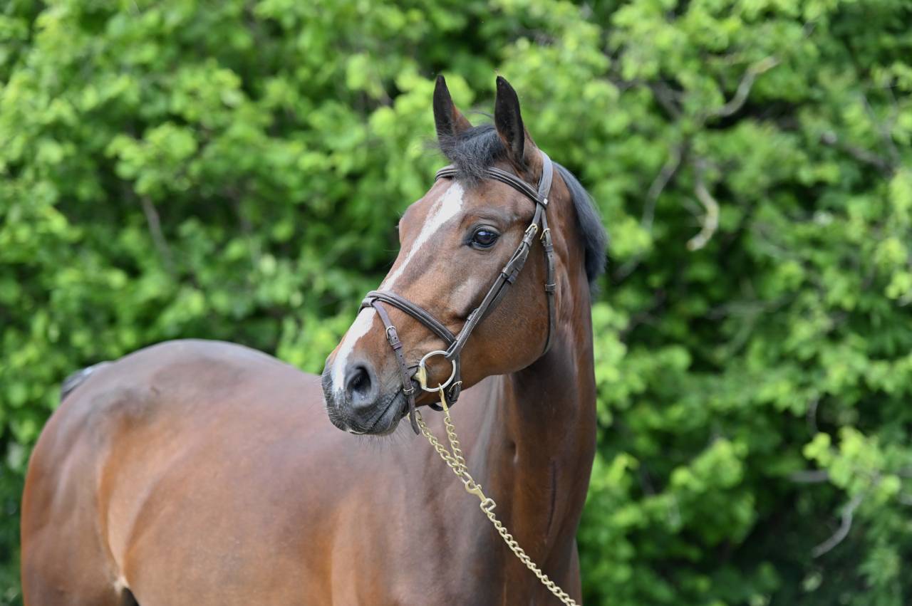 ESSENTIELLE VH GOUDEN BIT 