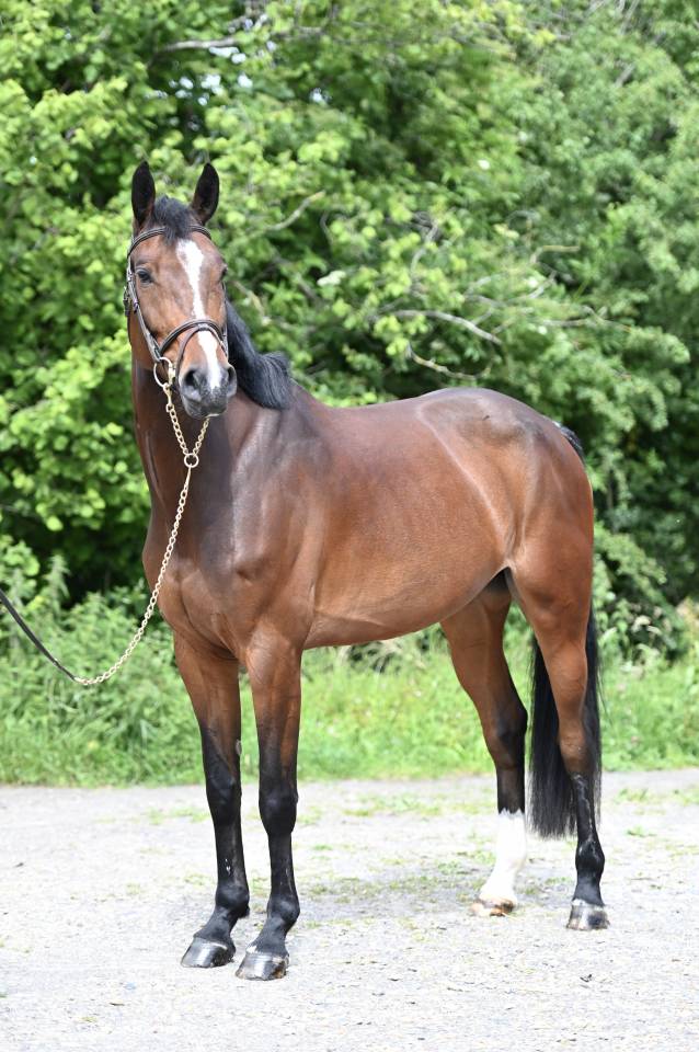 ESSENTIELLE VH GOUDEN BIT 