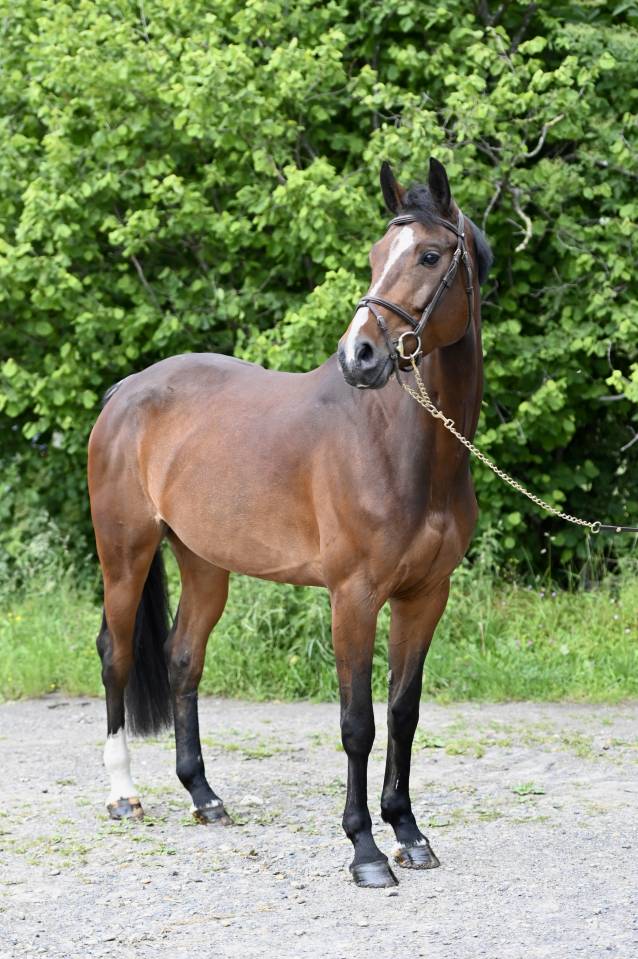 ESSENTIELLE VH GOUDEN BIT 