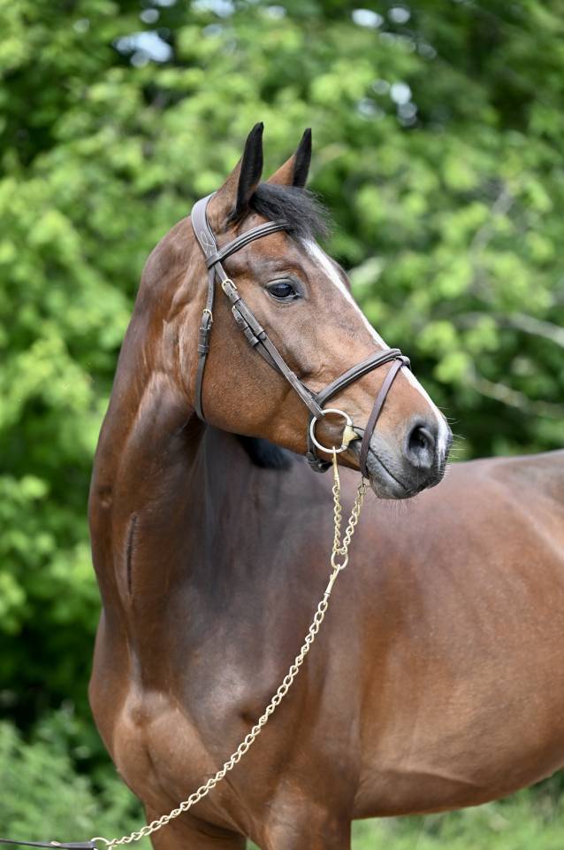 ESSENTIELLE VH GOUDEN BIT 
