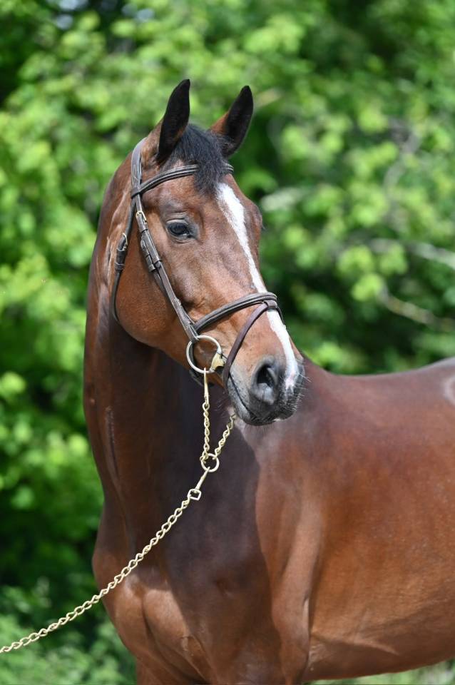 ESSENTIELLE VH GOUDEN BIT 