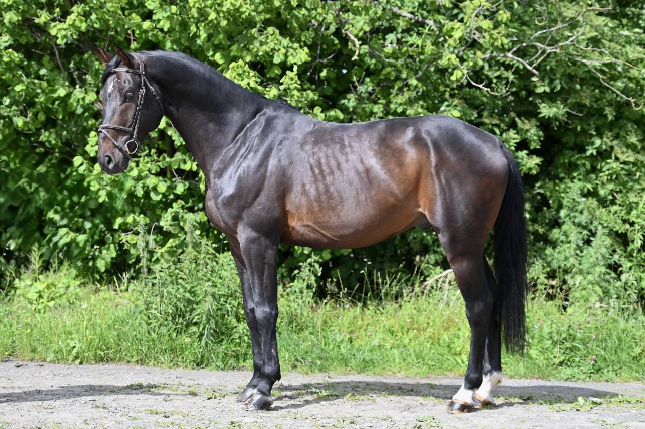GK QUINTUS