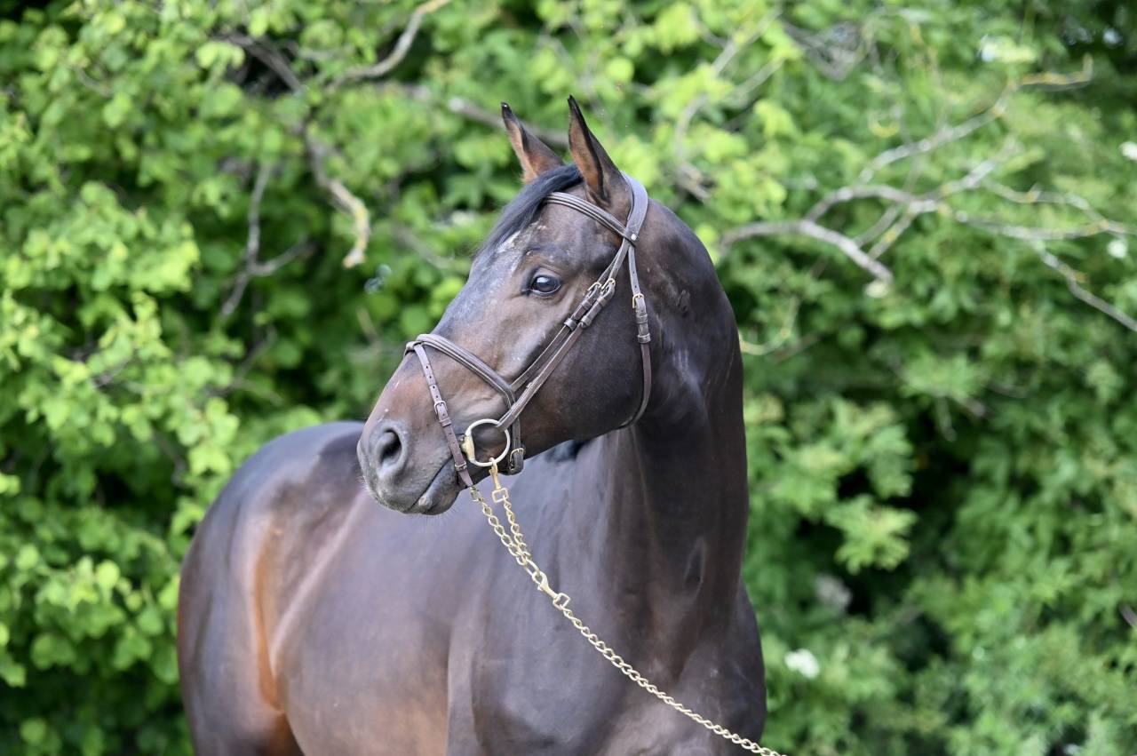 GK QUINTUS