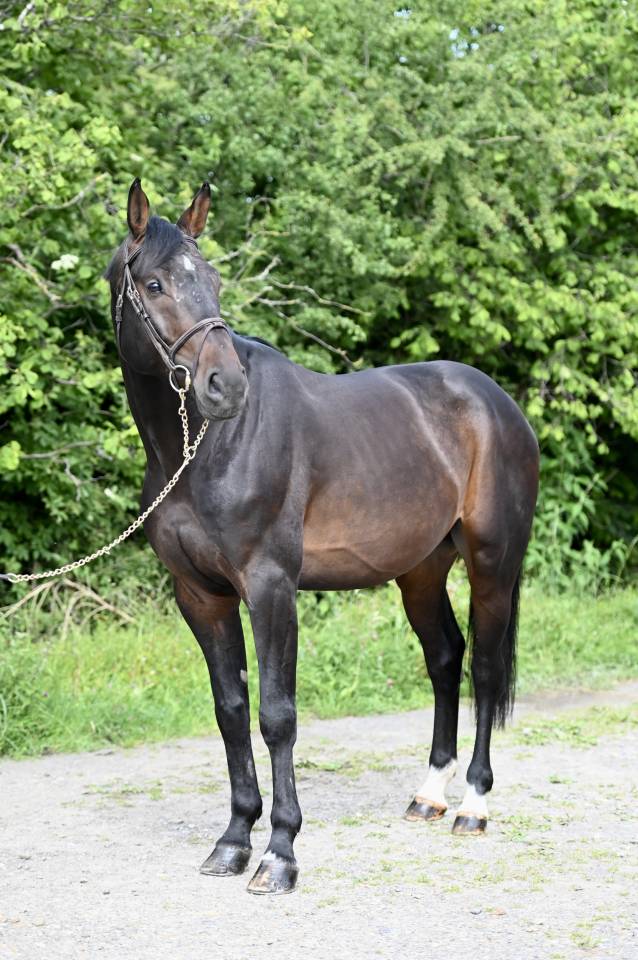 GK QUINTUS