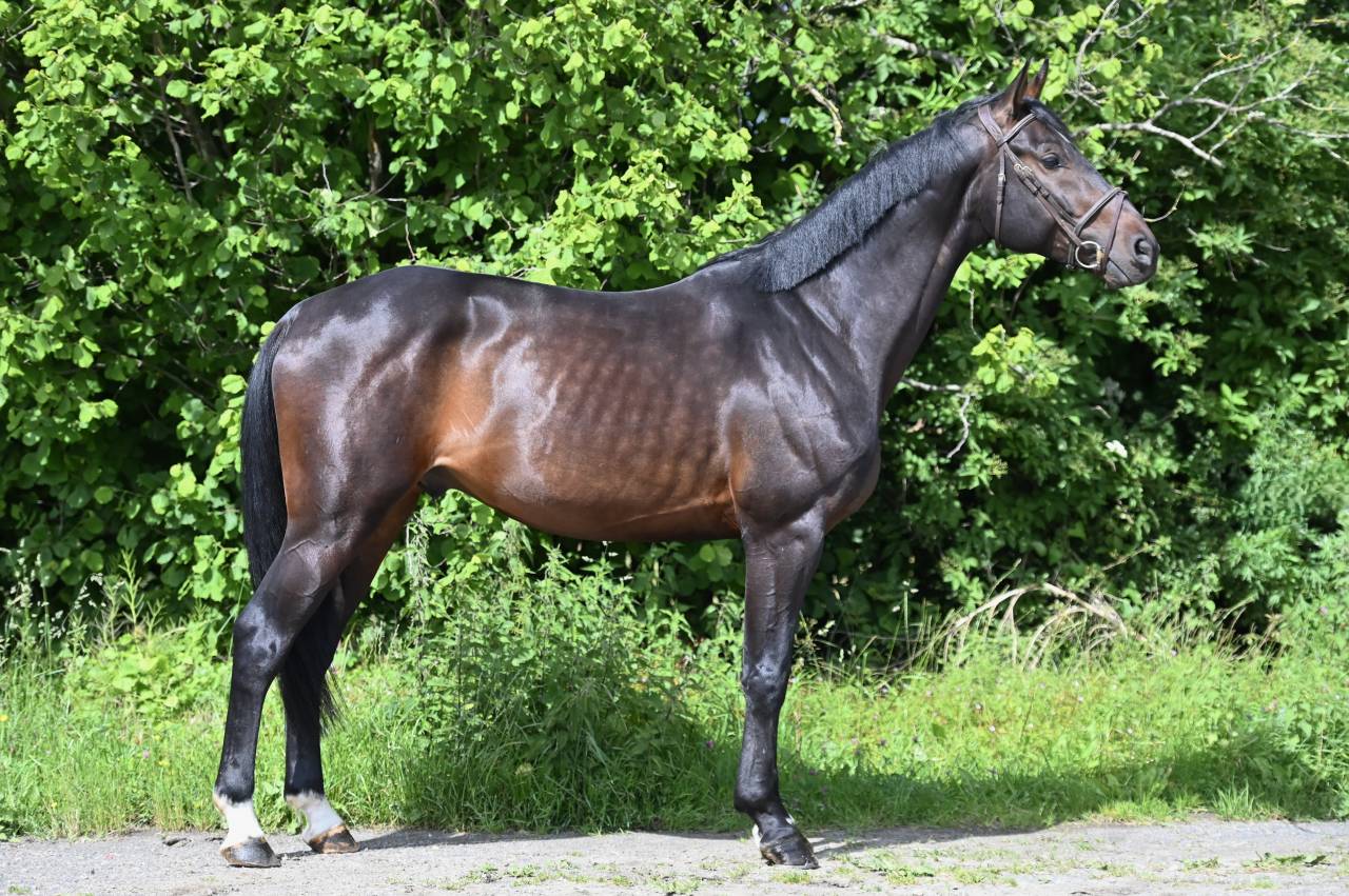 GK QUINTUS